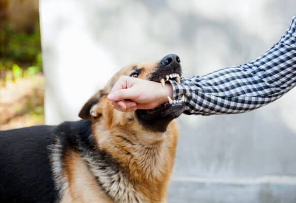 Dog Bite Injury Claims in Ontario: Your Right to Compensation