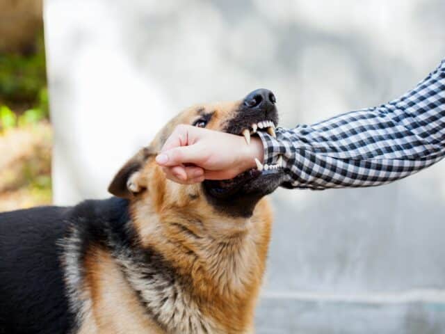 dog bite injury claims Ontario compensation personal injury lawyer
