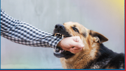 Ontario takes an unusually strict approach to dog bites. Under the Dog Owners' Liability Act, a dog's owner is automatically liable for injuries caused by a bite or attack - the victim doesn't need to prove the owner was careless, and it doesn't matter whether the dog had ever shown aggression before. 